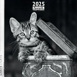 Calendrier mensuel 30x30 cm - 16 mois - Chats N&B