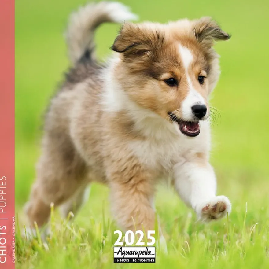 Calendrier mensuel 30x30 cm - 16 mois - Chiots