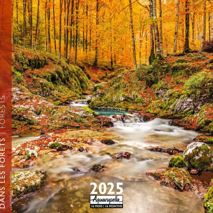 Calendrier mensuel 30x30 cm - 16 mois - Dans les forêts