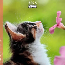Calendrier mensuel 16x16 cm - 16 mois - Chatons