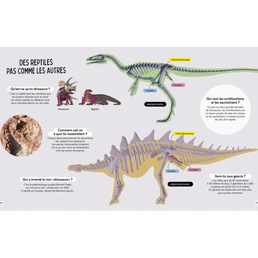 Livre Questions Réponses Tous les dinosaures