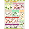 Poster pédagogique Légumes - 52 x 76 cm - Bouchut
