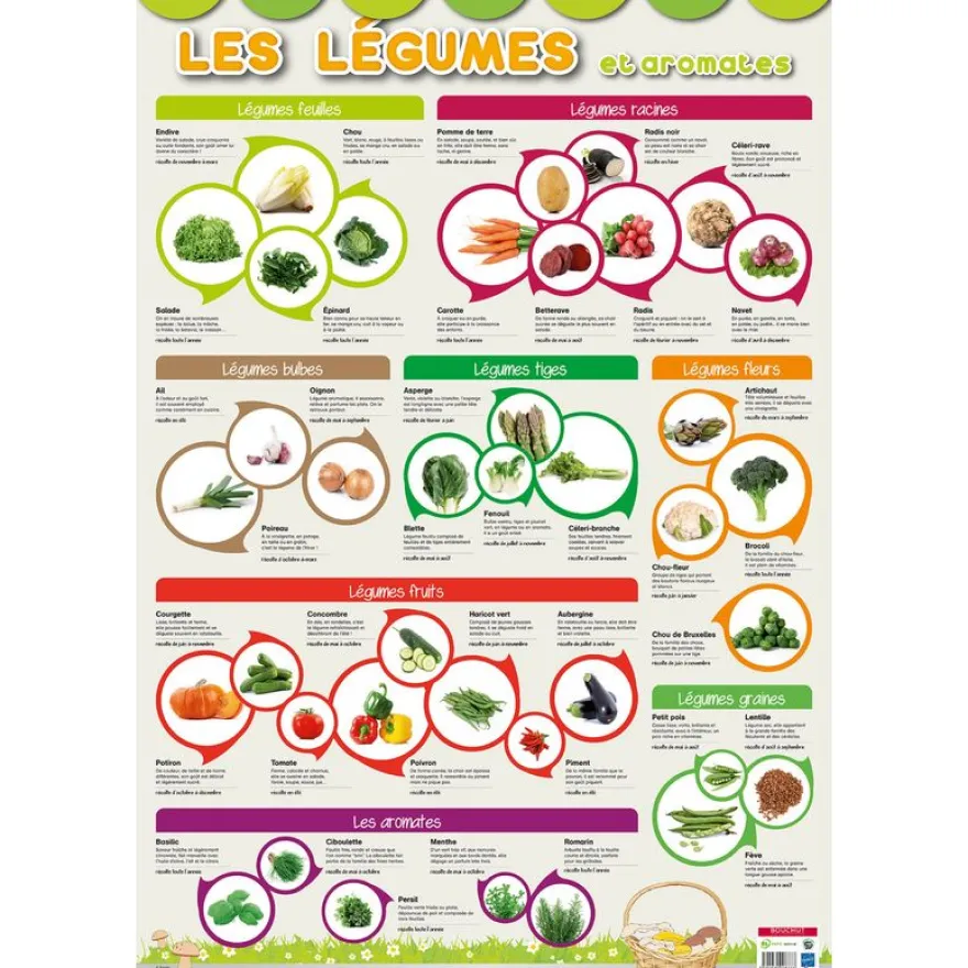 Poster pédagogique Légumes - 52 x 76 cm - Bouchut