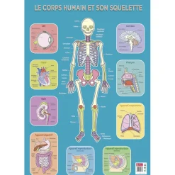 Poster pédagogique Squelette Humain - 52 x 76 cm - Bouchut
