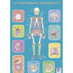 Poster pédagogique Squelette Humain - 52 x 76 cm - Bouchut