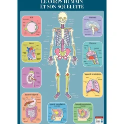 Poster pédagogique Squelette Humain - 52 x 76 cm - Bouchut