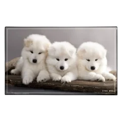 Sous-main Animaux Chaton + Chiots - 59,5 x 36,2 cm - Assortis - Viquel